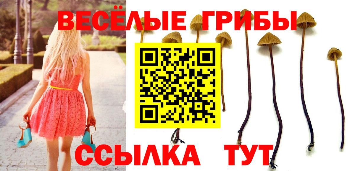 Галлюциногенные грибы Cubensis  Псилоцибиновые грибы Cubensis  Сертолово  Вход с VPN 